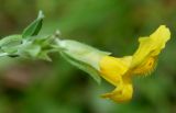 Mimulus guttatus. Цветок (вид сбоку). Германия, г. Дюссельдорф, Ботанический сад университета. 05.09.2014.