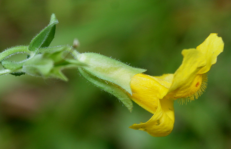 Изображение особи Mimulus guttatus.