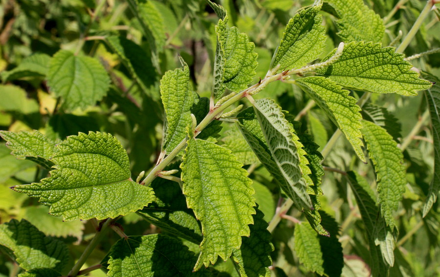 Image of Boehmeria nivea specimen.