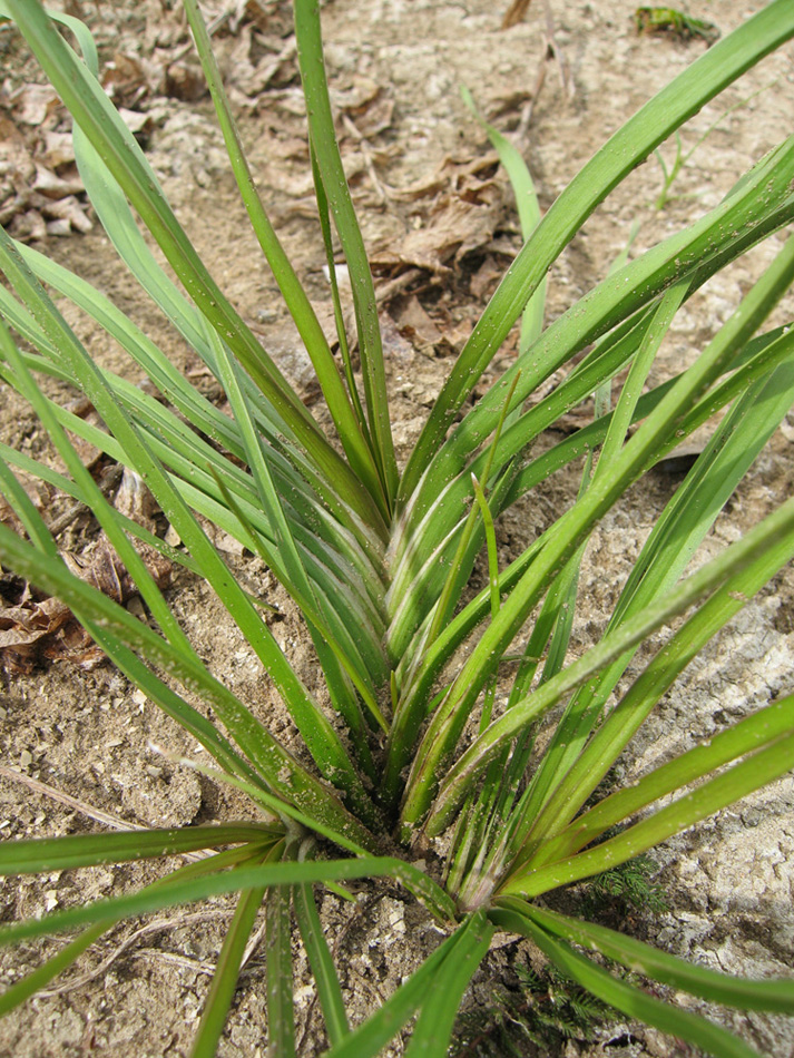 Изображение особи Butomus umbellatus.