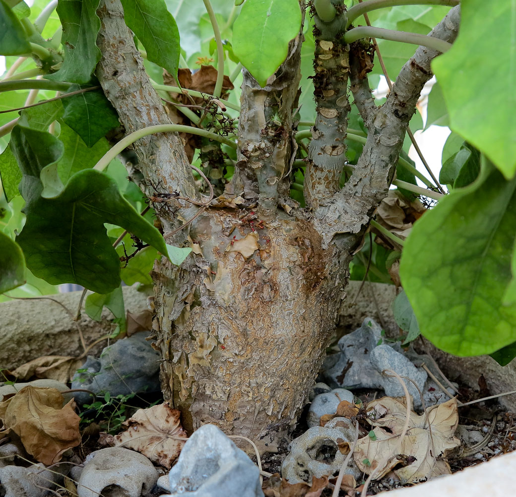 Image of Jatropha podagrica specimen.