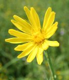 Tragopogon orientalis