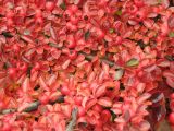 Cotoneaster horizontalis