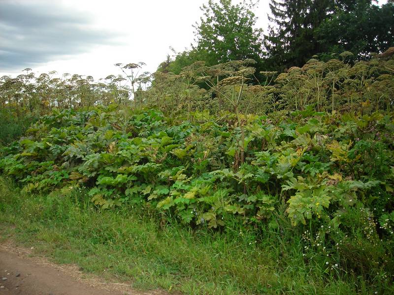 Image of Heracleum sosnowskyi specimen.