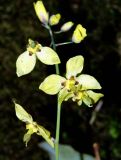 Epimedium colchicum