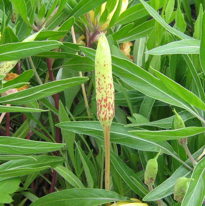 Изображение особи Oenothera macrocarpa.