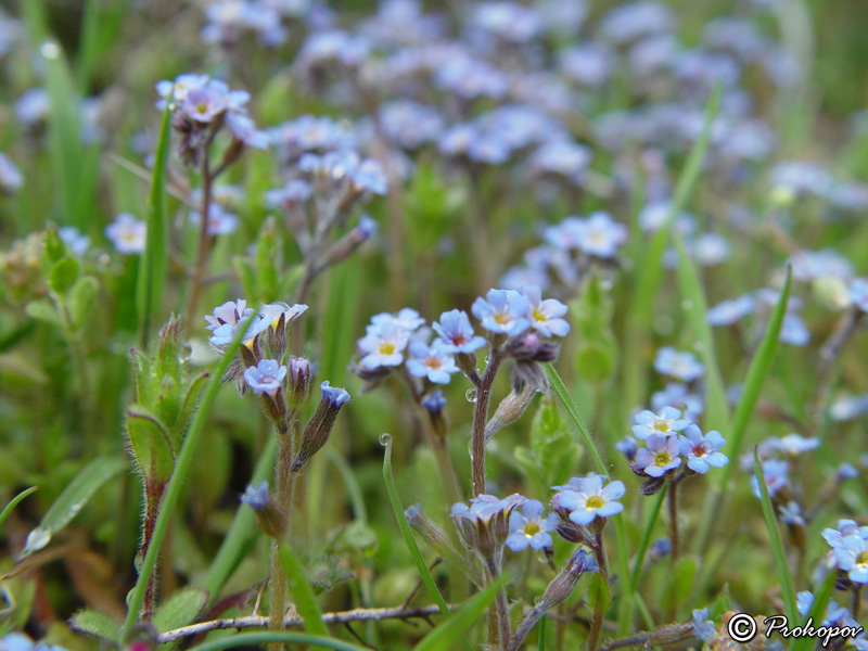 Изображение особи Myosotis incrassata.