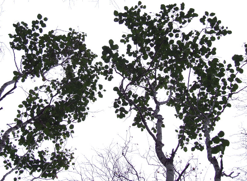 Image of Alnus kolaensis specimen.