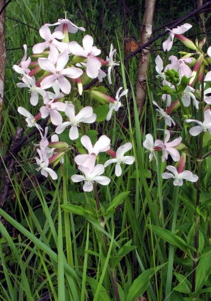 Image of Saponaria officinalis specimen.