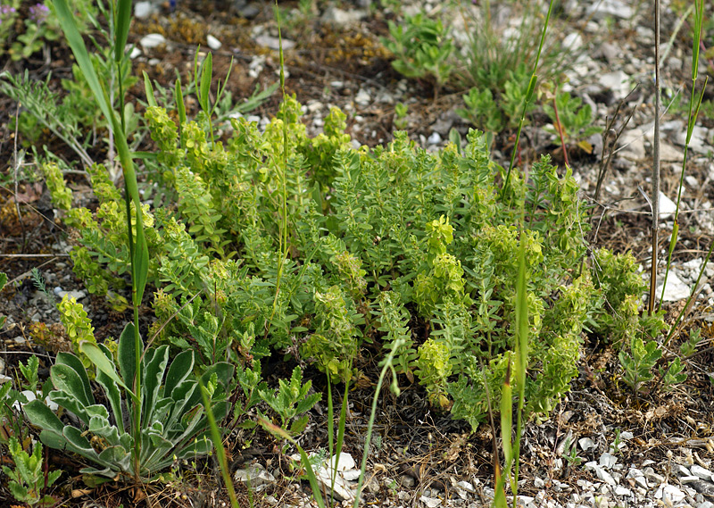 Image of Cruciata taurica specimen.