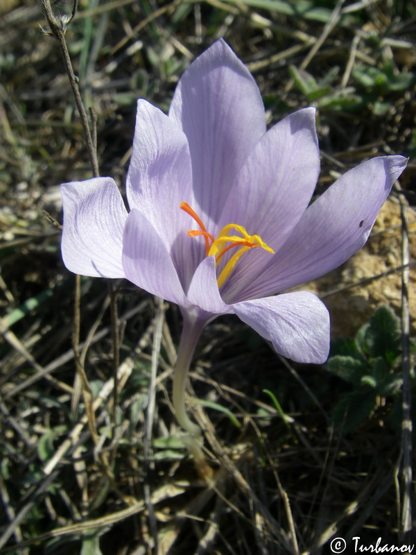 Изображение особи Crocus pallasii.