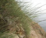 Ephedra distachya