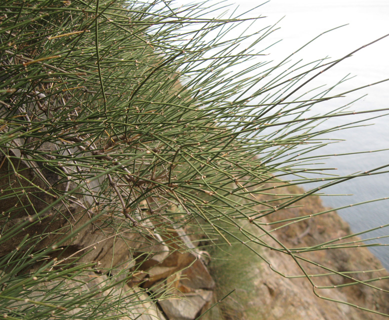Image of Ephedra distachya specimen.