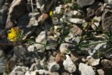 Medicago saxatilis