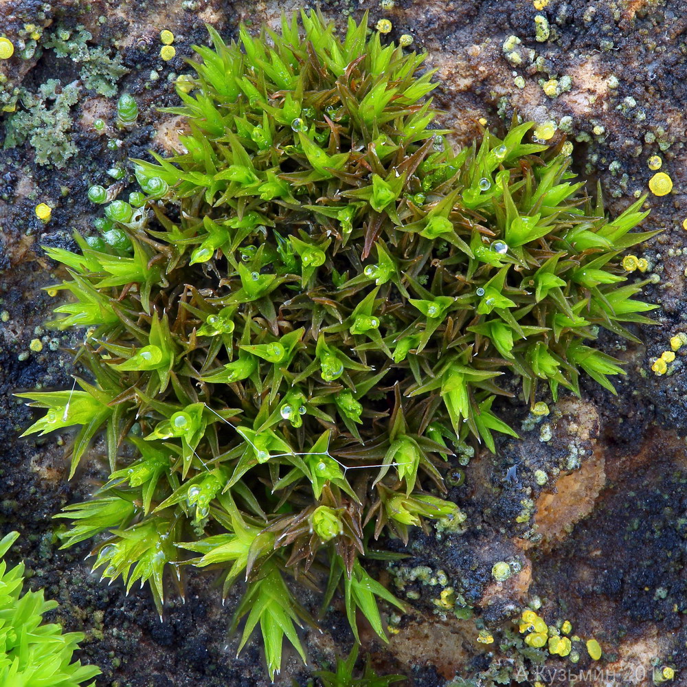 Image of Orthotrichum anomalum specimen.