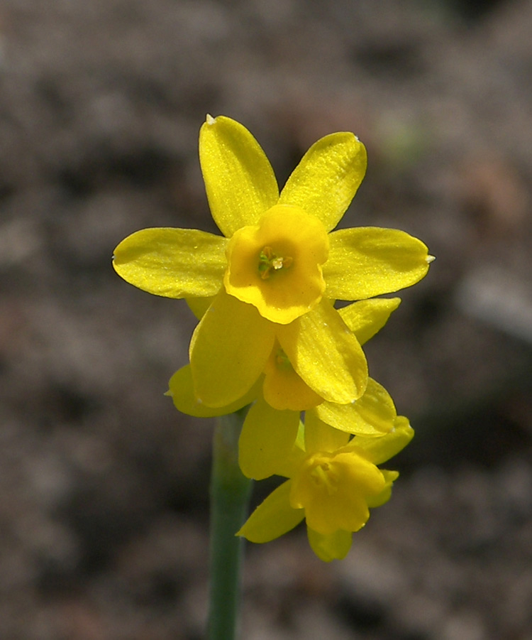 Изображение особи Narcissus jonquilla.
