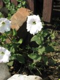 Petunia × hybrida