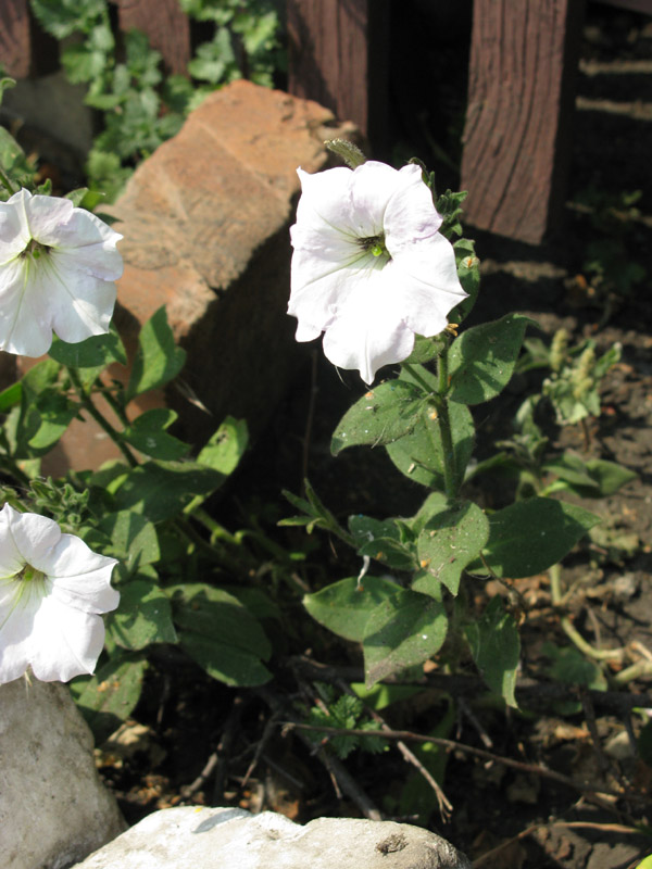 Image of Petunia &times; hybrida specimen.