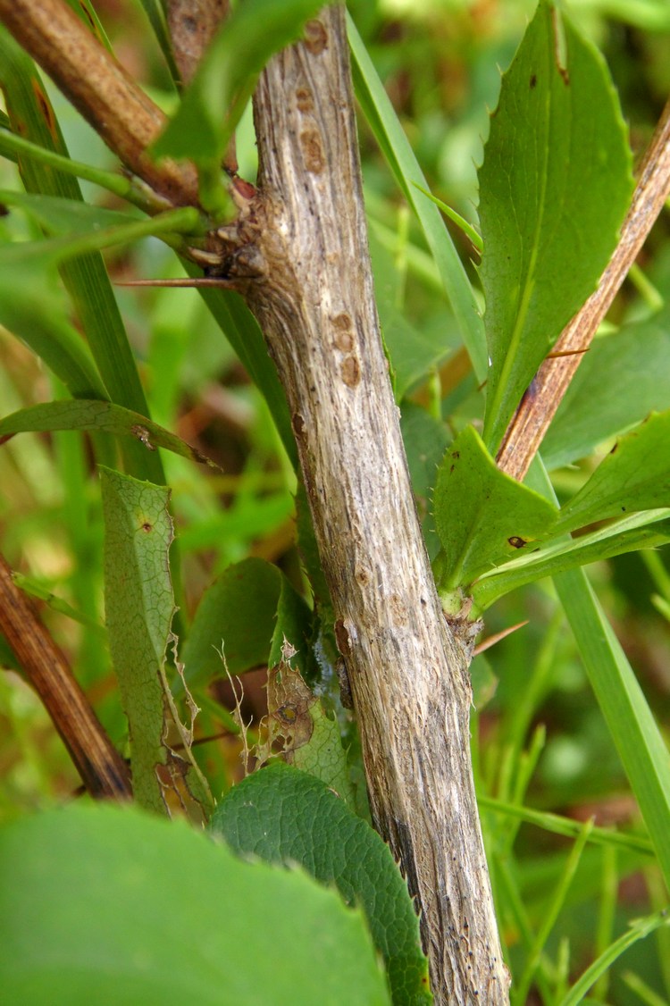 Изображение особи Berberis vulgaris.