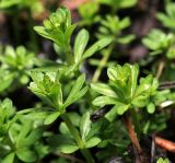 Galium mollugo. Верхушки молодых растений. Московская обл., Раменский р-н, окр. дер. Хрипань, садовый участок. 30.04.2015.