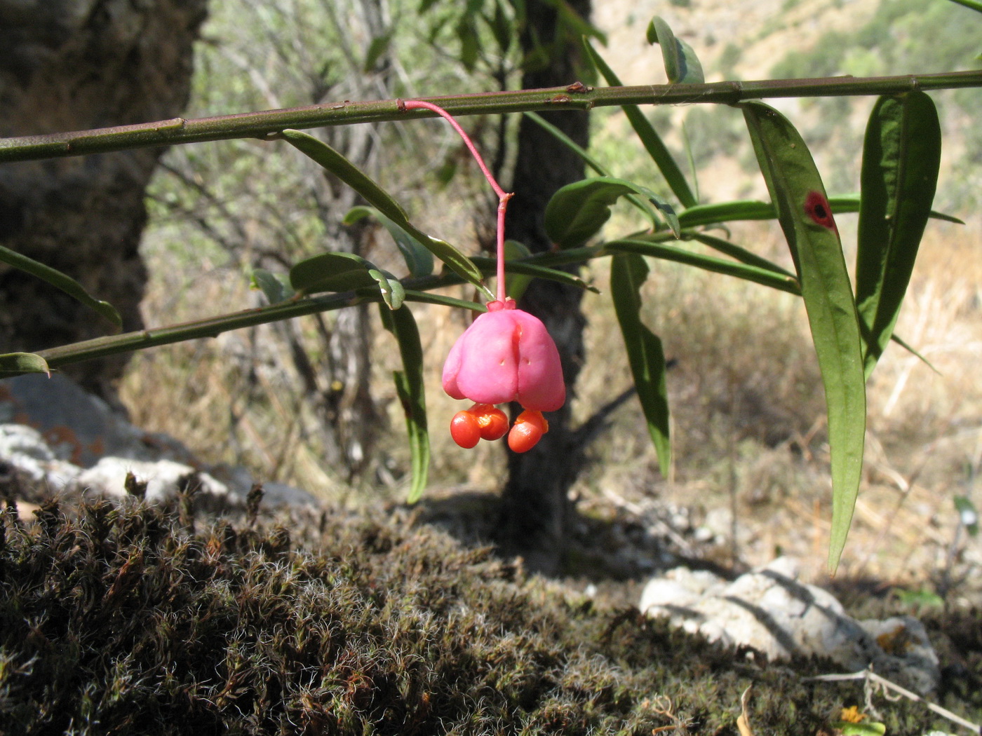 Изображение особи Euonymus koopmannii.