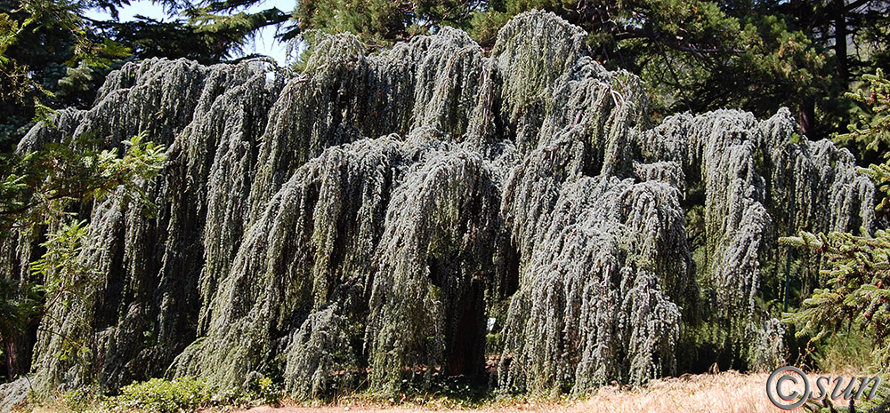 Image of Cedrus atlantica specimen.