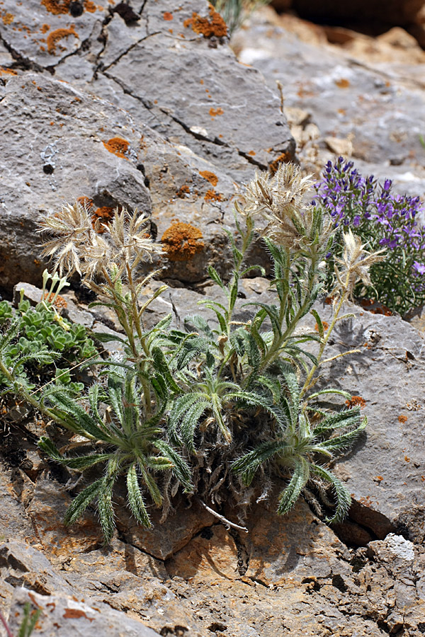 Image of Onosma irritans specimen.