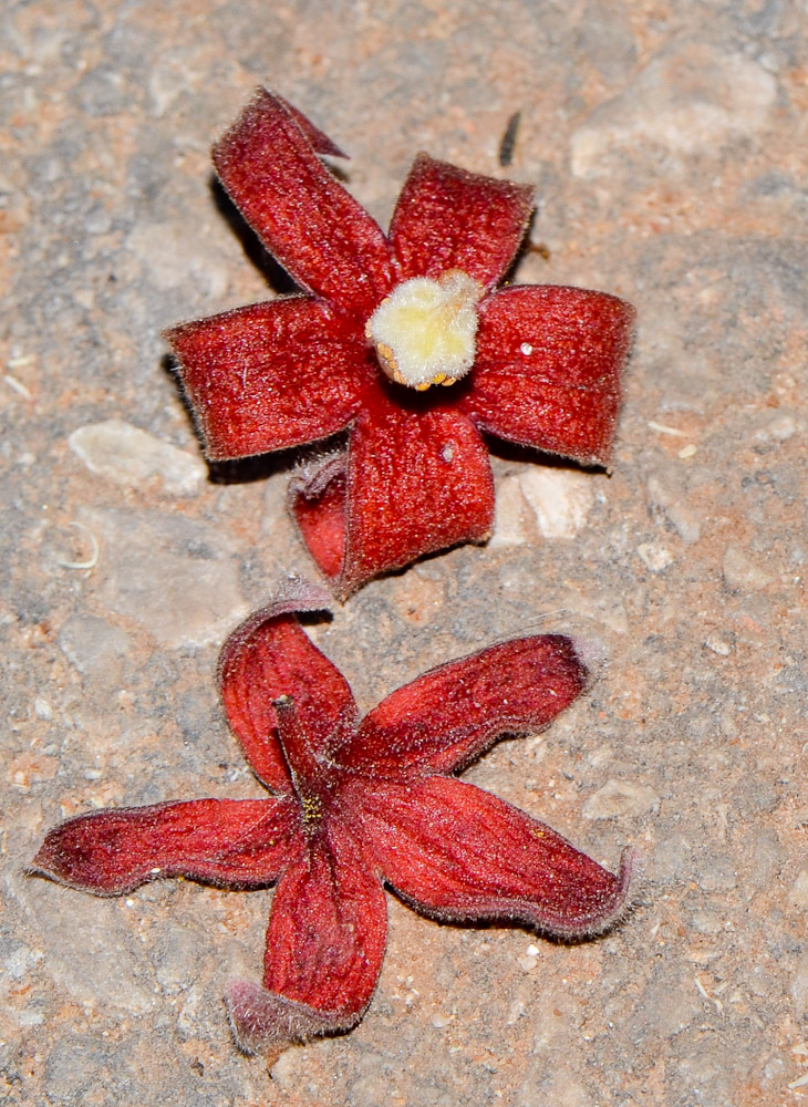 Image of Sterculia foetida specimen.