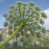 Heracleum leskovii. Верхушка побега с соцветием. Адыгея, Кавказский биосферный заповедник, гора Гузерипль, осыпной склон из ожелезнённого слабокарбонатного песчаника с обломками сидерита, ≈ 2150 м н.у.м. 26.07.2015.