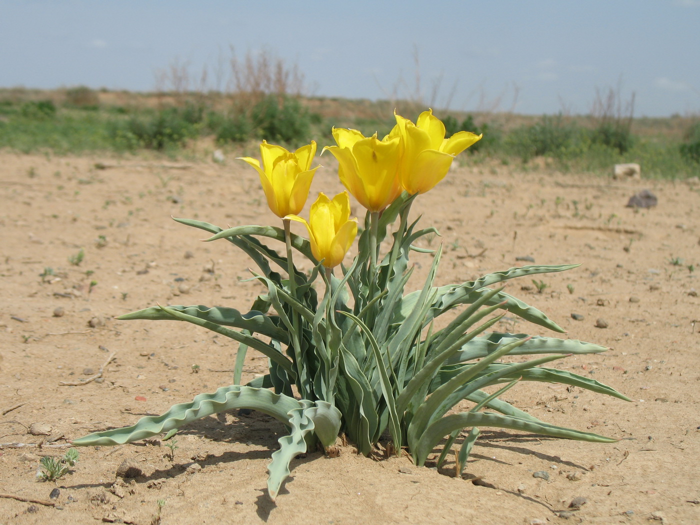 Изображение особи Tulipa behmiana.