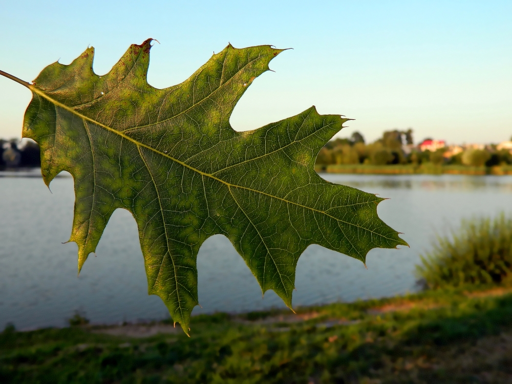 Image of Quercus rubra specimen.
