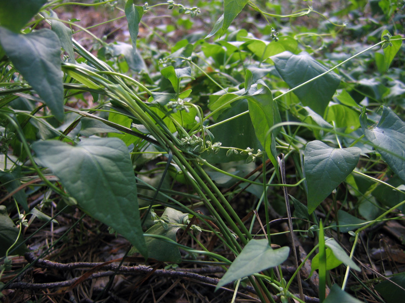 Image of Fallopia convolvulus specimen.