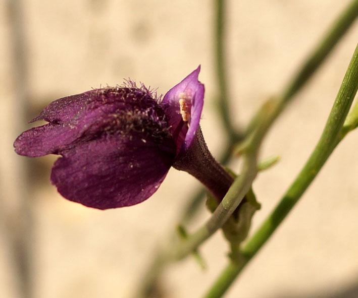 Изображение особи Dodartia orientalis.