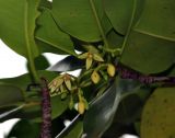 Rhizophora mucronata