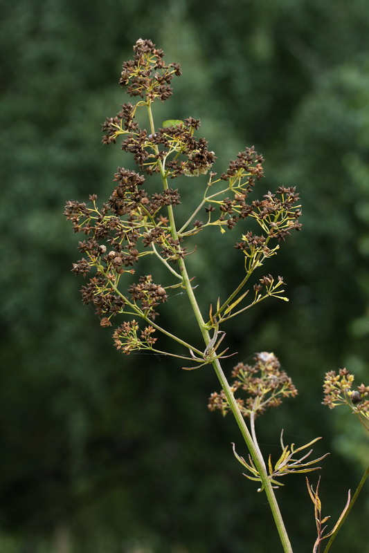 Image of Thalictrum lucidum specimen.