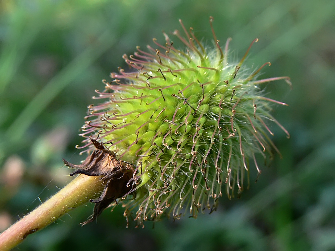 Image of Geum aleppicum specimen.