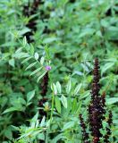 Vicia segetalis