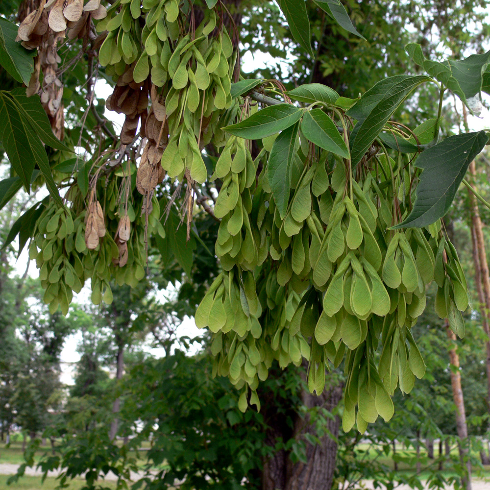 Image of Acer negundo specimen.