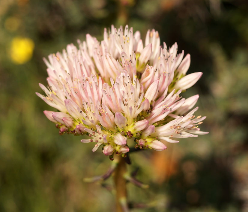 Изображение особи Pseudosedum longidentatum.