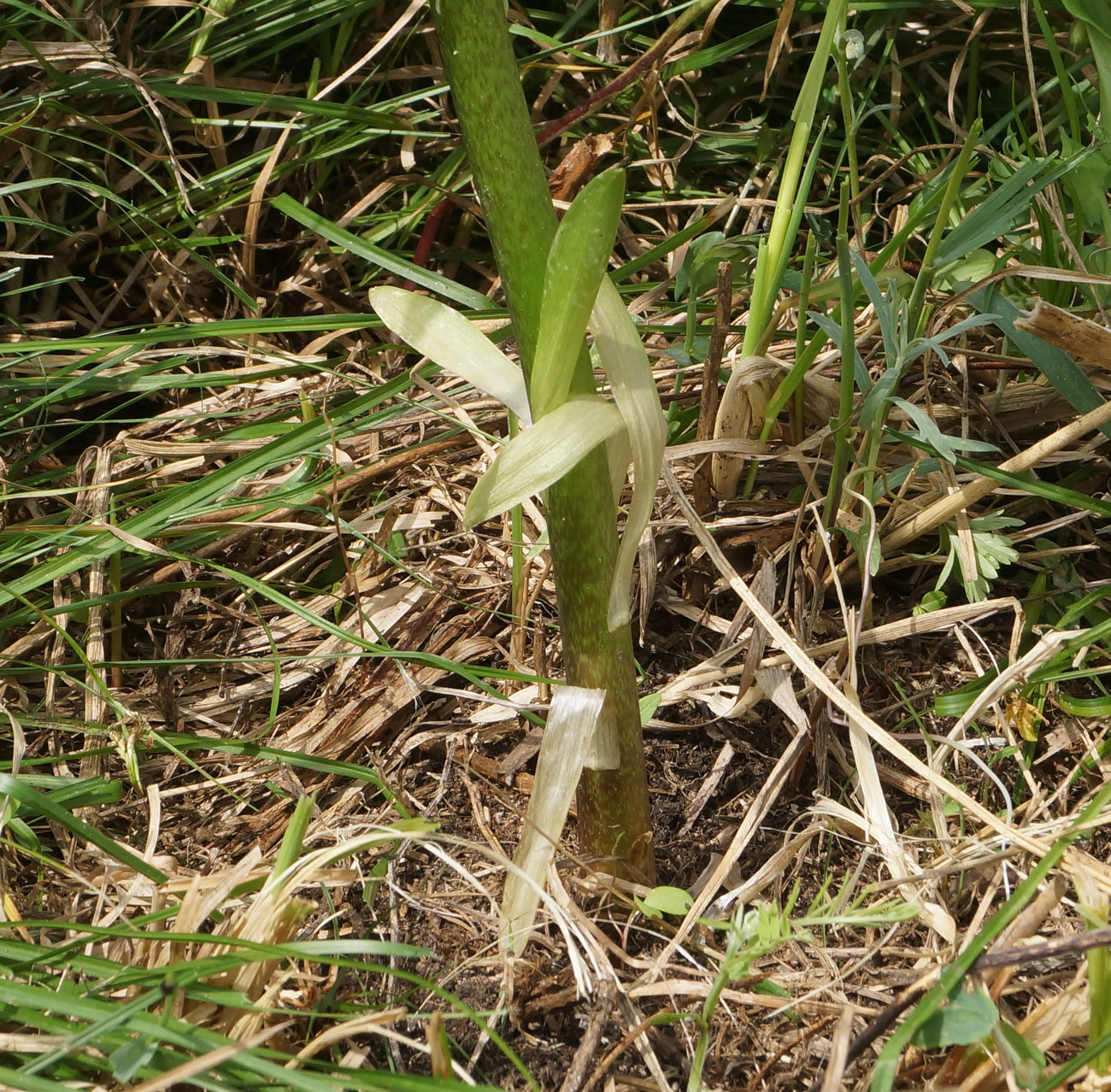 Image of Lilium pilosiusculum specimen.