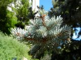 Picea pungens форма glauca. Ветвь. Монако, Сады Святого Мартина (Jardin Saint Martin), в культуре. 23.07.2014.