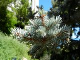 Picea pungens f. glauca