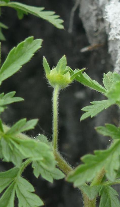 Image of Potentilla supina ssp. paradoxa specimen.