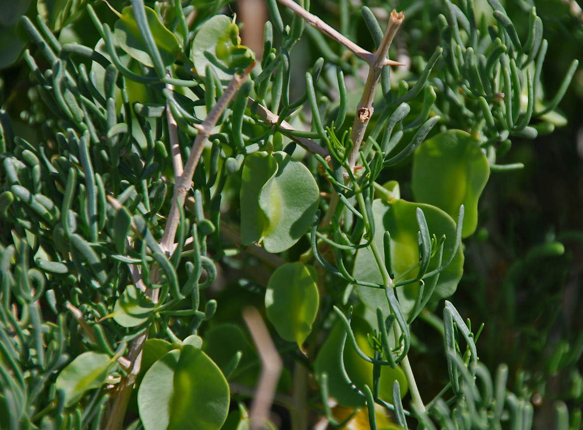 Image of Zygophyllum xanthoxylum specimen.