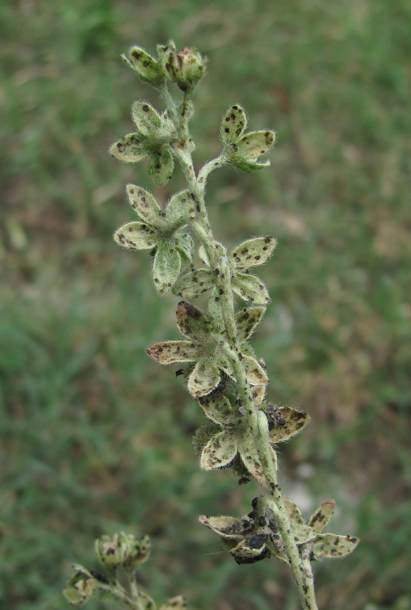 Изображение особи Cynoglossum creticum.