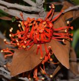 Stenocarpus sinuatus