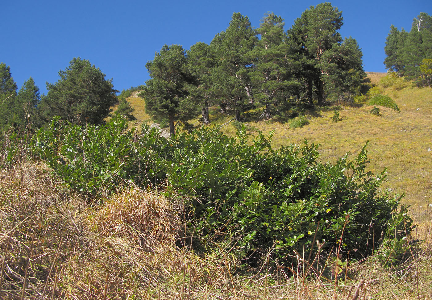 Image of Lauro-cerasus officinalis specimen.