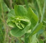 Cerinthe minor