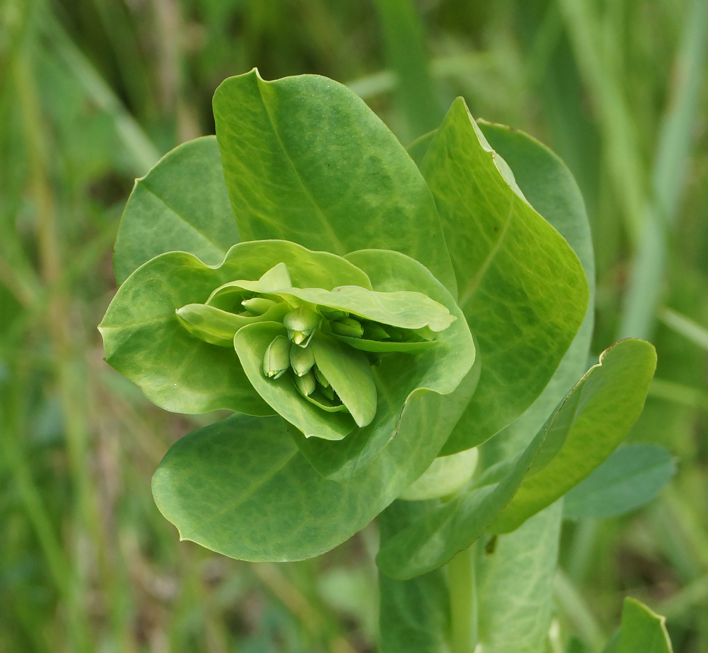 Изображение особи Cerinthe minor.