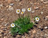 Pyrethrum pulchellum. Цветущее растение. Бурятия, Окинский р-н, перевал Черби (выс. около 2400 м н.у.м.), каменистый склон. 10.07.2015.